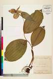 ئW:Cypripedium fasciolatum Franch.