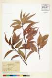 ئW:Quercus glauca Thunb. ex Murray