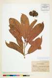 ئW:Lithocarpus castanopsisifolius ( Hayata ) Hayata