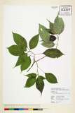 ئW:Helwingia japonica (Thunb.) Dietr.