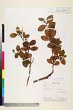 中文種名:Camellia tenuiflora Cohen Stuart