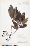ئW:Daphniphyllum glaucescens Bl.