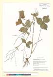 ئW:Cryptotaenia canadensis (L.) DC.subsp. japonica (Hassk.) Han