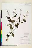 ئW:Rhynchoglossum obliquum Blume