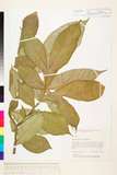 ئW:Amorphophallus variabilis Blume