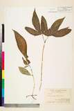 ئW:Mycetia sinensis (Hemsl.) Craib