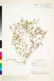 ئW:Zornia gibbosa Spanog var. cantoniensis (Mohlenb.) Ohashi