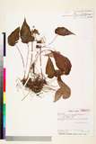 ئW:Begonia formosana (Hayata) Masamune  B. aptera Bl.