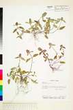 中文種名:Prunella vulgaris L.