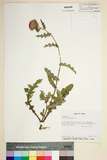 ئW:Cirsium japonicum DC.