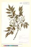 中文種名:木蠟樹