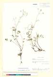 中文種名:玉山茴香
