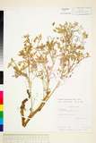 ئW:Corydalis heterocarpa Sieb. & Zucc.