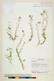 ئW:Callitriche palustris L. var. palustris