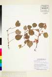 ئW:Begonia gracilipes Merrill