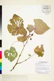 ئW:Begonia pseudolateralis Warb.