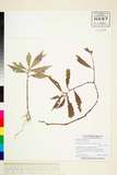 ئW:Begonia brevipes Merrill