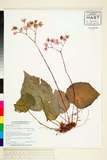 ئW:Begonia hernandioides Merrill
