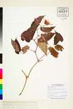 ئW:Begonia cumingii A. Gray