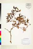 ئW:Begonia merrittii merrill