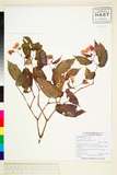 ئW:Begonia megalantha Merrill
