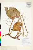 ئW:Begonia oxysperma A. DC.