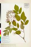 ئW:Aralia cordata Thunb. subsp. taiwaniana (Y. C. Liu & F. Y. L