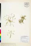 ئW:Callitriche peploides Nutt. var. peploides