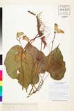 ئW:Begonia cf. siamensis Gagnep.