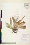 ئW:Carex esquirolii H. L?v. & Vaniot