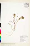 中文種名:玉山繡線菊