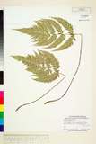 學名:Athyriopsis japonica (Thunb.) Ching