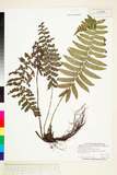 ǦW:Monomelangium pullingeri (Bak.) Tagawa