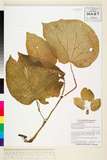 ئW:Begonia alicida C.B. Clarke
