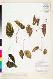 中文種名:Begonia variabilis Ridl.