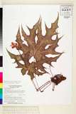 ئW:Begonia rubropunctata S.H.Huang & Y.M.Shui
