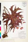 ئW:Begonia rubropunctata S.H.Huang & Y.M.Shui
