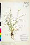 ئW:Carex dissitiflora Franch.