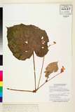 ئW:Begonia cathcartii Hook. F. & Thomson