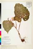 ئW:Begonia cathcartii Hook. F. & Thomson
