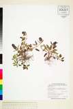 ئW:Prunella vulgaris L.