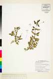 中文種名:Boerhavia gla...