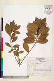 中文種名:Psilanthus
