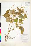中文種名:Begonia yunnanensis H.Lev.