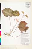 ئW:Begonia yunnanensis H.Lev.