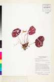 ئW:Begonia menglianensis Y.Y. Qian