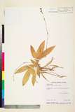 ئW:Murdannia bracteata (C.B. Clarke) O.Kuntze ex J. K. Morton