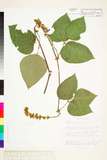 ئW:Pueraria lobata (Willd.) Ohwi
