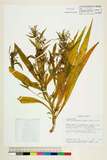 ئW:Lobelia nicotianaefolia Heyne ex Roem. & Schult.