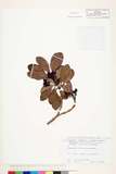 ئW:Daphniphyllum glaucescens Bl.